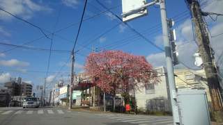満開となるトックリキワタ満開となる