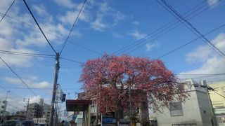 満開となるトックリキワタ満開となる