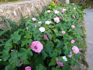 沖縄の花たち