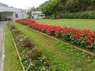 沖縄の花たち