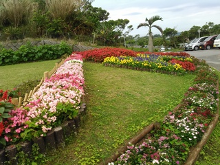 沖縄の花たち
