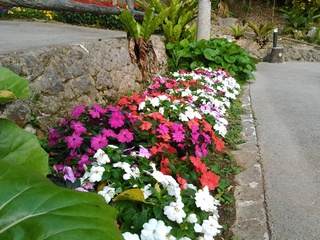 沖縄の花たち