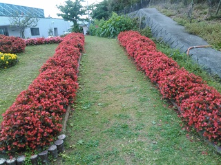 沖縄の花たち