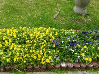 沖縄の花たち