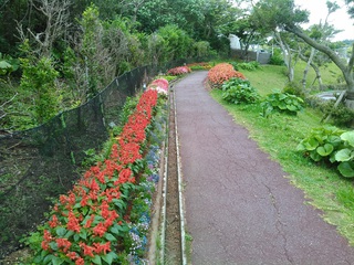 沖縄の花たち