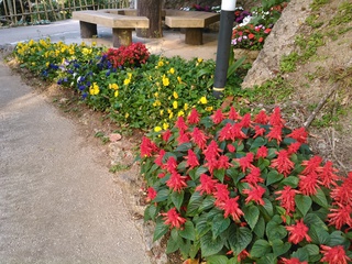 沖縄の花たち