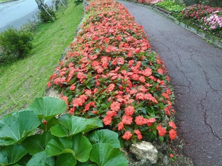 沖縄の花たち