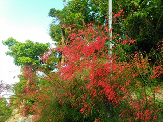 沖縄の花たち