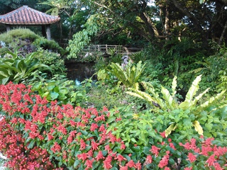 沖縄の花たち