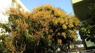 沖縄の花たちが満開している