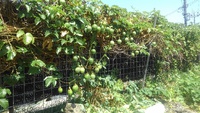 パッションフルーツ2本植えた 2023/05/19 20:43:23