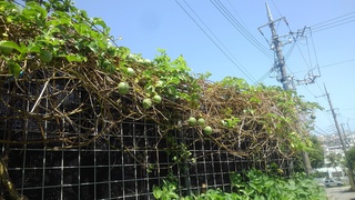 パッションフルーツ2本植えた