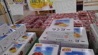マンゴー・島バナナの旬到来 2021/06/23 08:17:48