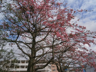新春の集い日程が決定