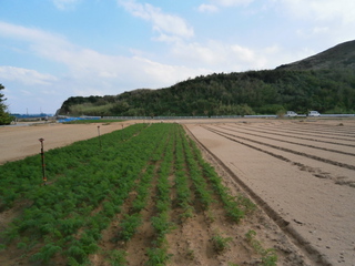 渡名喜島へ一人旅