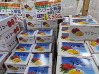 今が旬の豊見城市内のマンゴー 2024/07/06 10:49:46
