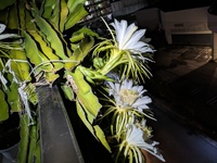 鉢に植えたドラゴンフルーツへ真夜中に花がいっぱい咲く 2024/09/11 20:12:13