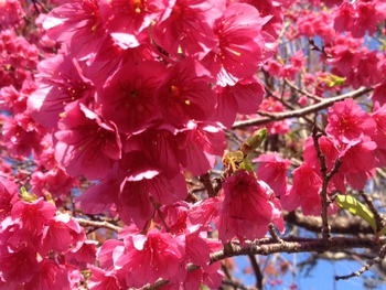 桜が綺麗でした（＝＾０＾＝）