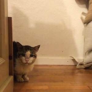 ブラックだけでなく