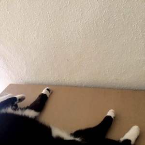夏の本棚