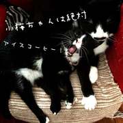 夏やってくる感