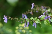 ※再掲※がんが全身に転移…余命3カ月の男性が犬の駆虫薬で完治？ 2019/09/23 08:35:43