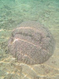 浦添の海 2013/03/24 18:36:56