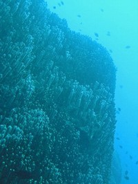 大浦湾