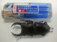 俺にはお前が最後のオオクワ～ 2012/11/05 17:15:57