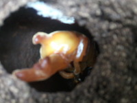 この時期でも嬉しい羽化 2012/11/09 08:25:21