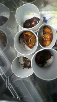 人工蛹室は・・・ 2012/02/20 18:11:23