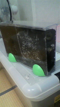 見える？ケース 2012/03/02 17:00:29