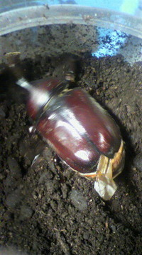 カブト羽化しました。 2012/03/06 12:56:22