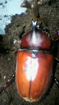 またまた羽化しました 2012/03/07 12:47:45