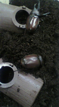早っ、産卵セット 2012/03/23 17:10:05