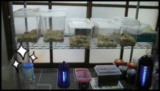 ついでに・・・
