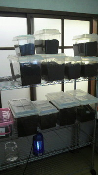 オキカブ爆産の予感 2012/07/07 18:37:59