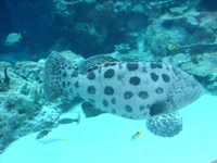 ちゅら海水族館