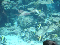 ちゅら海水族館