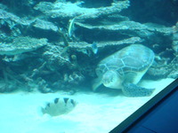 ちゅら海水族館