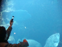 ちゅら海水族館