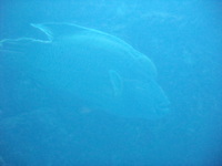 ちゅら海水族館