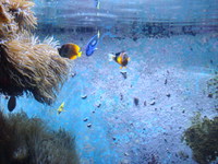 ちゅら海水族館