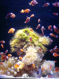 ちゅら海水族館