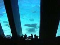 ちゅら海水族館