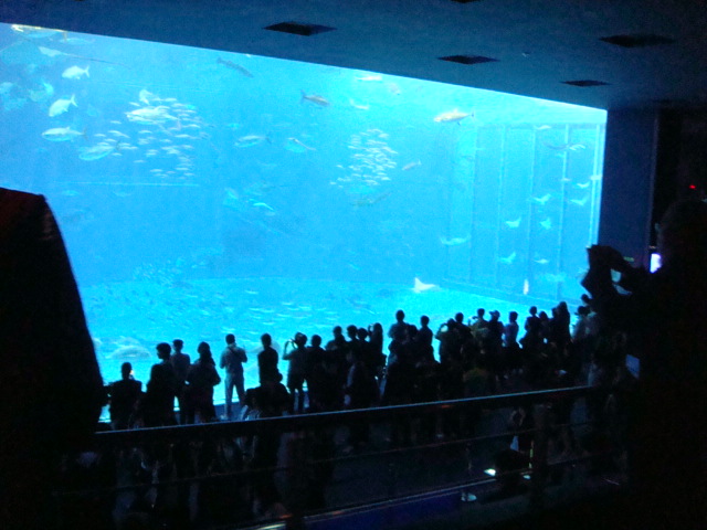 ちゅら海水族館