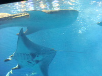 ちゅら海水族館