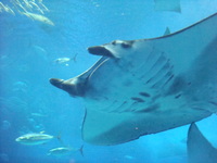 ちゅら海水族館