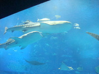 ちゅら海水族館