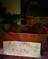 島とうがらし